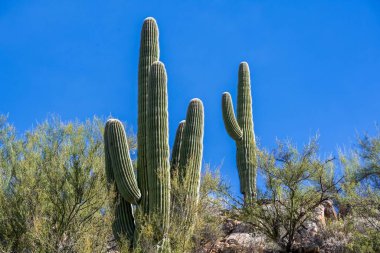 Tucson, Arizona 'da doğaya bakış açısı