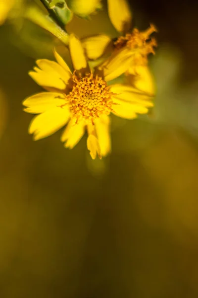 Fält Med Färgglada Vilda Blommor Tucson Arizona — Stockfoto