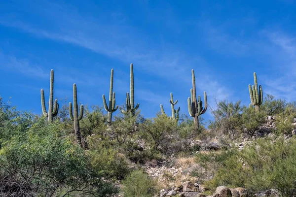 Overlooking View Nature Tucson Arizona — Stock Photo, Image