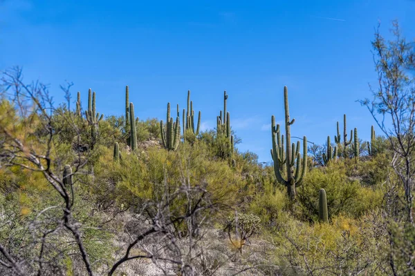 Blick Auf Die Natur Tucson Arizona — Stockfoto