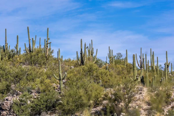 Pohled Přírodu Tucsonu Arizoně — Stock fotografie