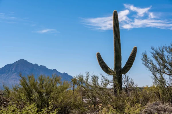 Overlooking View Nature Tucson Arizona — Stock Photo, Image