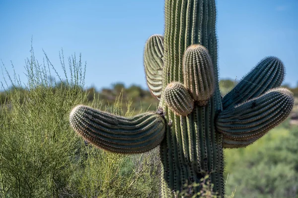 Uma Vista Panorâmica Natureza Tucson Arizona — Fotografia de Stock