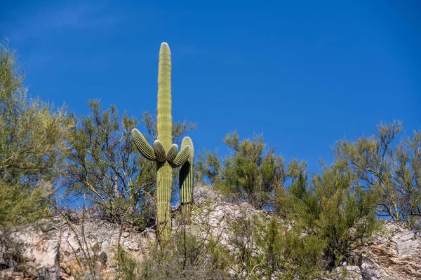 Blick Auf Die Natur Tucson Arizona — Stockfoto