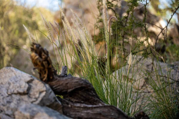 Uma Vista Panorâmica Natureza Tucson Arizona — Fotografia de Stock