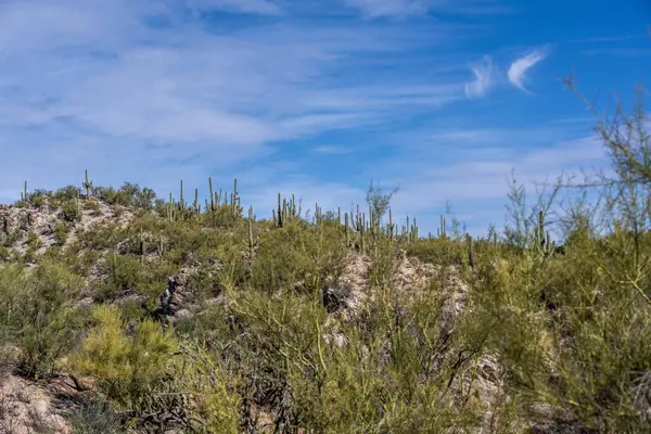 Vista Panorámica Naturaleza Tucson Arizona —  Fotos de Stock