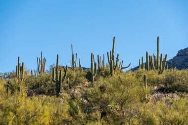 Tucson, Arizona 'da uzun ince bir Saguaro Kaktüsü