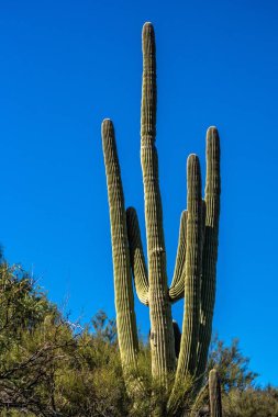 Tucson, Arizona 'da uzun ince bir Saguaro Kaktüsü