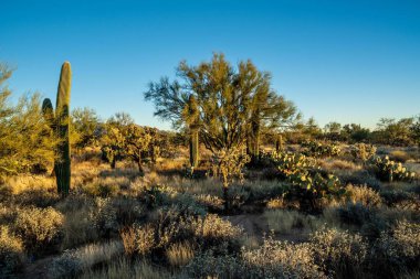 Tucson, Arizona 'da doğaya bakış açısı