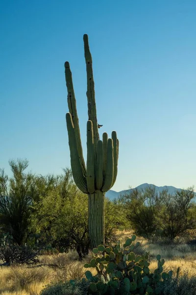 Длинный Стройный Кактус Сагуаро Тусоне Аризона — стоковое фото