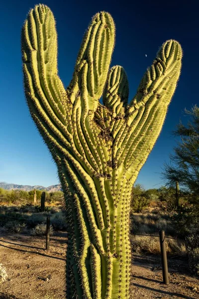 Ein Langer Schlanker Saguaro Kaktus Tucson Arizona — Stockfoto