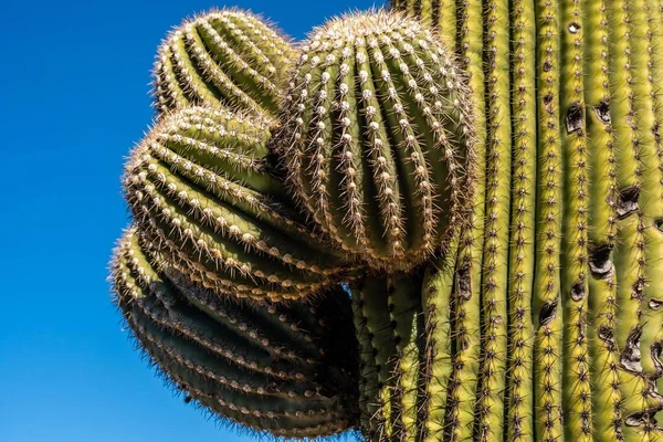 Ein Langer Schlanker Saguaro Kaktus Tucson Arizona — Stockfoto