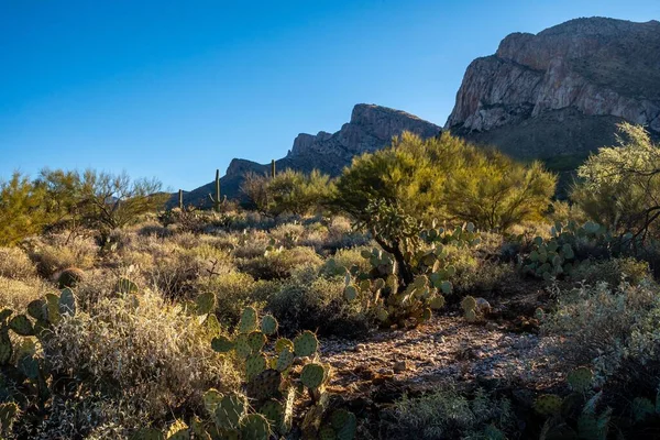 Vista Panorámica Naturaleza Tucson Arizona —  Fotos de Stock
