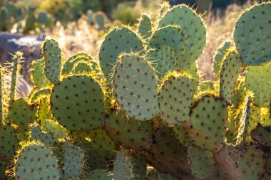 Dikenli, dikenli ve dikenli otlar parkın çevresini kaplar.