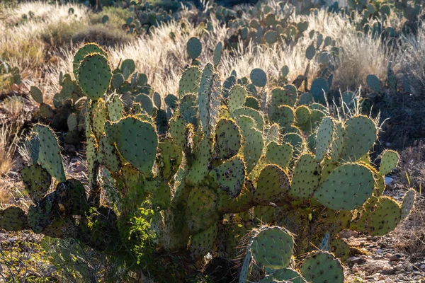 Thorny Spiny Prickles Plant Environment Park — Stock Photo, Image