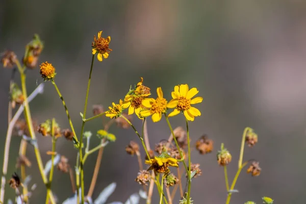Florescer Flores Silvestres Destaca Vista Natureza Longo Área Vale Oro — Fotografia de Stock