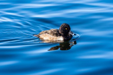 Ördekler Reid Park Hayvanat Bahçesi 'nin göletinde geziniyor.