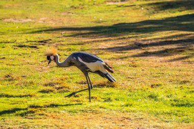 Reid Park Hayvanat Bahçesi 'nde altın armalı bir vinç geziniyor.