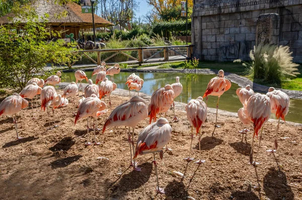 Familien Pinkfarbener Und Weißer Großvögel Entspannen Sich Reid Park Zoo — Stockfoto