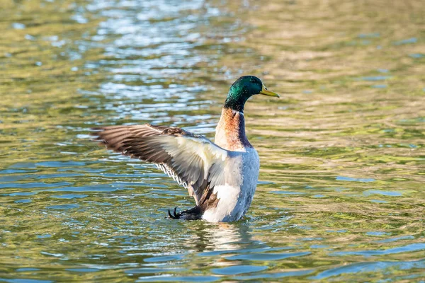 Dubling Ducks Strolling Pond Reid Park Zoo — Stock Photo, Image
