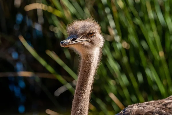 Большая Летающая Птица Прогуливающаяся Вокруг Зоопарка Рид Парка — стоковое фото