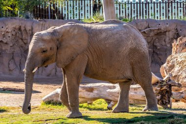 Tucson, Arizona 'da büyük bir Afrika fili.
