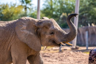 Tucson, Arizona 'da büyük bir Afrika fili.