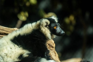 Tucson, Arizona 'da bir Afrika Vahşi Köpeği