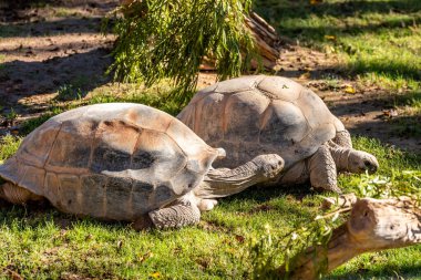Tucson, Arizona 'da büyük bir Aldabra Kaplumbağası.