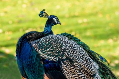 Tucson, Arizona 'da mavi ve yeşil bir tavus kuşu.