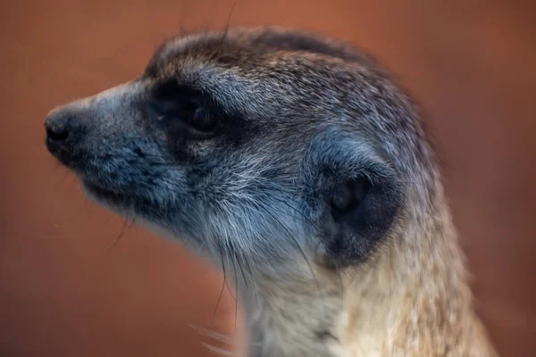 Pointed Snout Meerkat Tucson Arizona — Stock Photo, Image