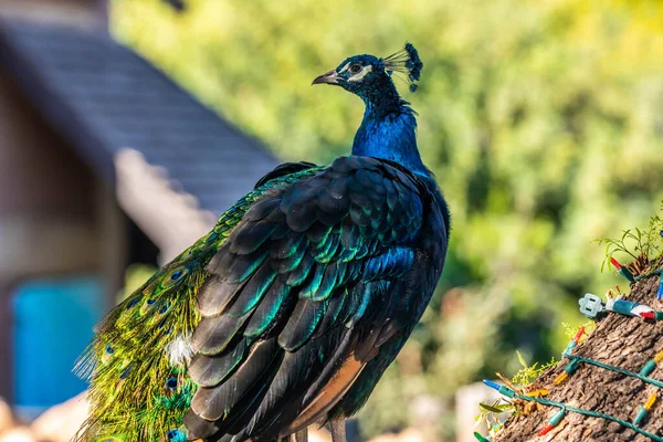 Tucson Arizona Mavi Yeşil Bir Tavus Kuşu — Stok fotoğraf