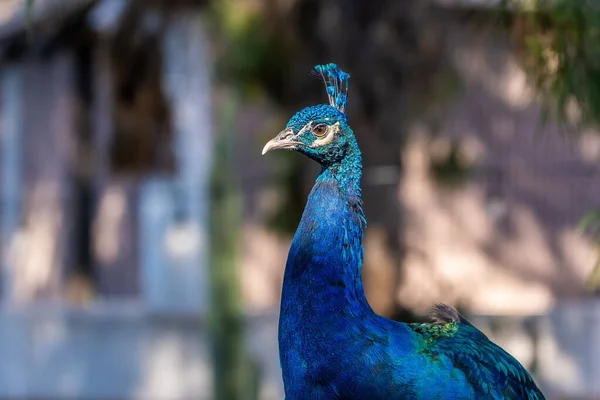 Tucson Arizona Mavi Yeşil Bir Tavus Kuşu — Stok fotoğraf