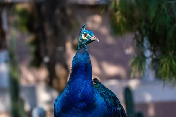 Tucson Arizona Mavi Yeşil Bir Tavus Kuşu — Stok fotoğraf