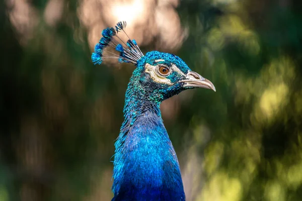 Tucson Arizona Mavi Yeşil Bir Tavus Kuşu — Stok fotoğraf