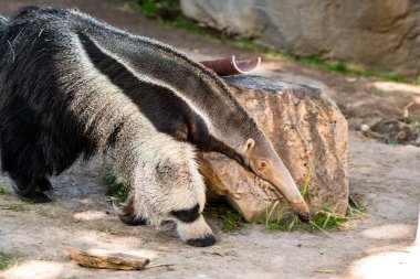 Tucson, Arizona 'da Yaygın Dev Karınca Avcısı