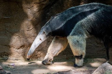 Tucson, Arizona 'da Yaygın Dev Karınca Avcısı