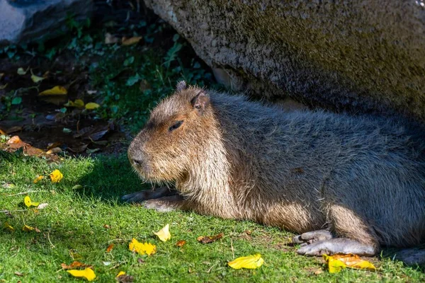 Włochaty Wielki Capybara Tucson Arizona — Zdjęcie stockowe