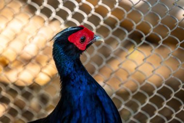 Tucson, Arizona 'da mavimsi siyah bir Kalij Sülünü.