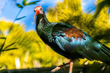 Güney Kel Ibis Tucson, Arizona