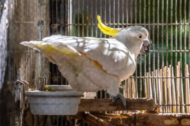 Tucson, Arizona 'da sülfür armalı bir papağan.