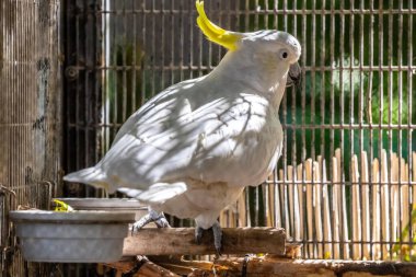 Tucson, Arizona 'da sülfür armalı bir papağan.