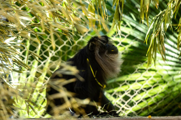 Макака-львица в Тусоне, Аризона