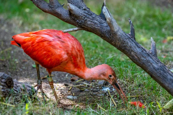 Naturalny Szkarłatny Ibis Tucson Arizona — Zdjęcie stockowe