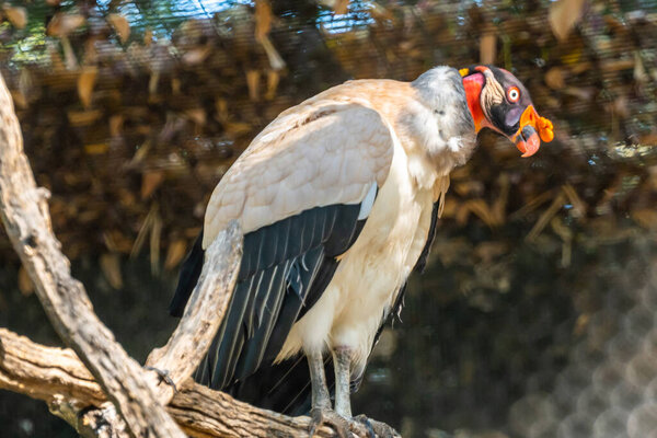 A large King Vulture in Tucson, Arizona