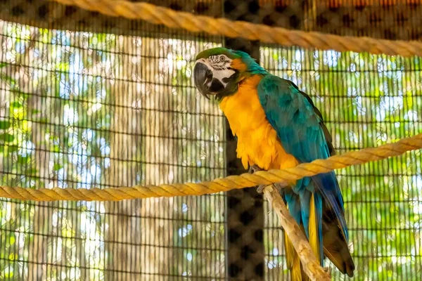 Grön Gul Macaw Tucson Arizona — Stockfoto