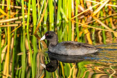 Tucson, Arizona 'da siyah bir Amerikan Koyu