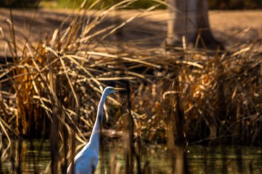 Tucson, Arizona 'da Büyük Beyaz Akbalıkçıl