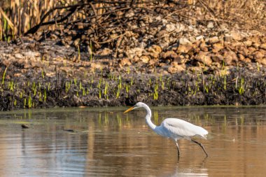 Tucson, Arizona 'da Büyük Beyaz Akbalıkçıl