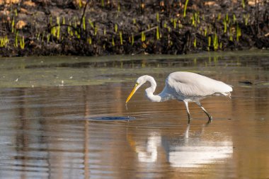 Tucson, Arizona 'da Büyük Beyaz Akbalıkçıl
